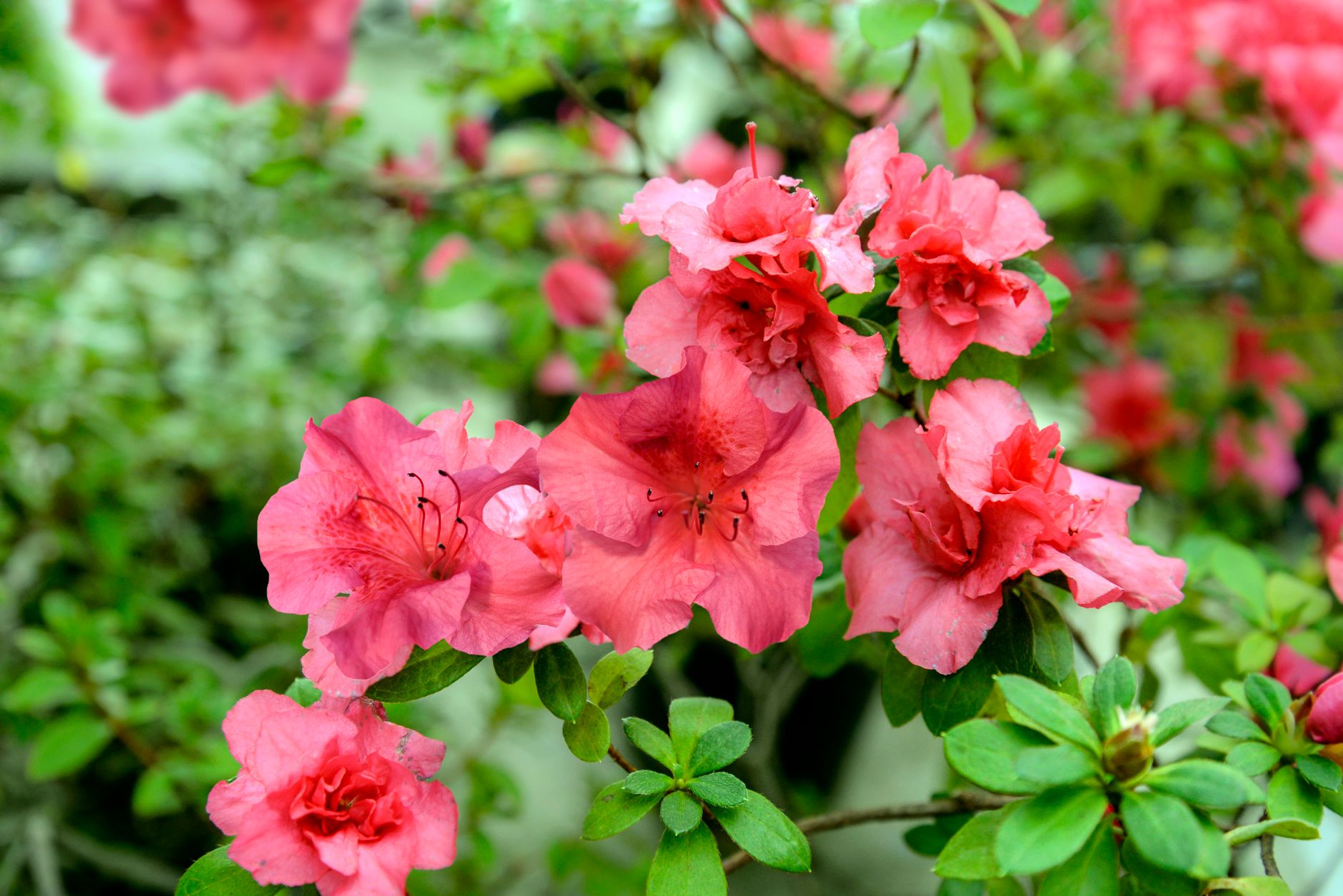beautiful Satsuki azalea flowers, vibrant colors, close up