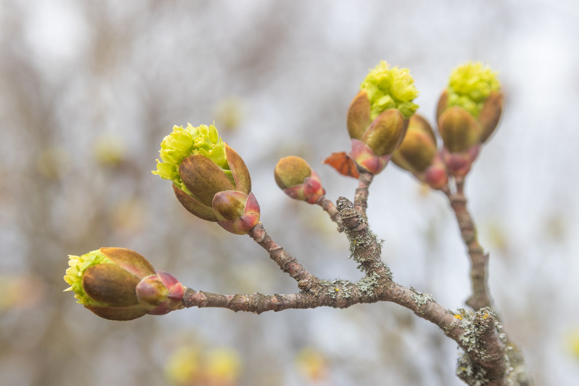 fresh organic plant buds close up