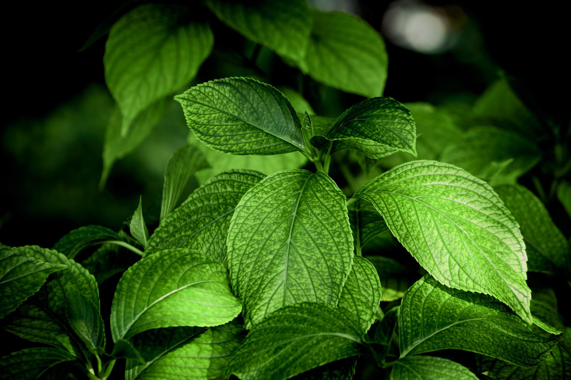 natural health supplements, herbal remedies, green plants